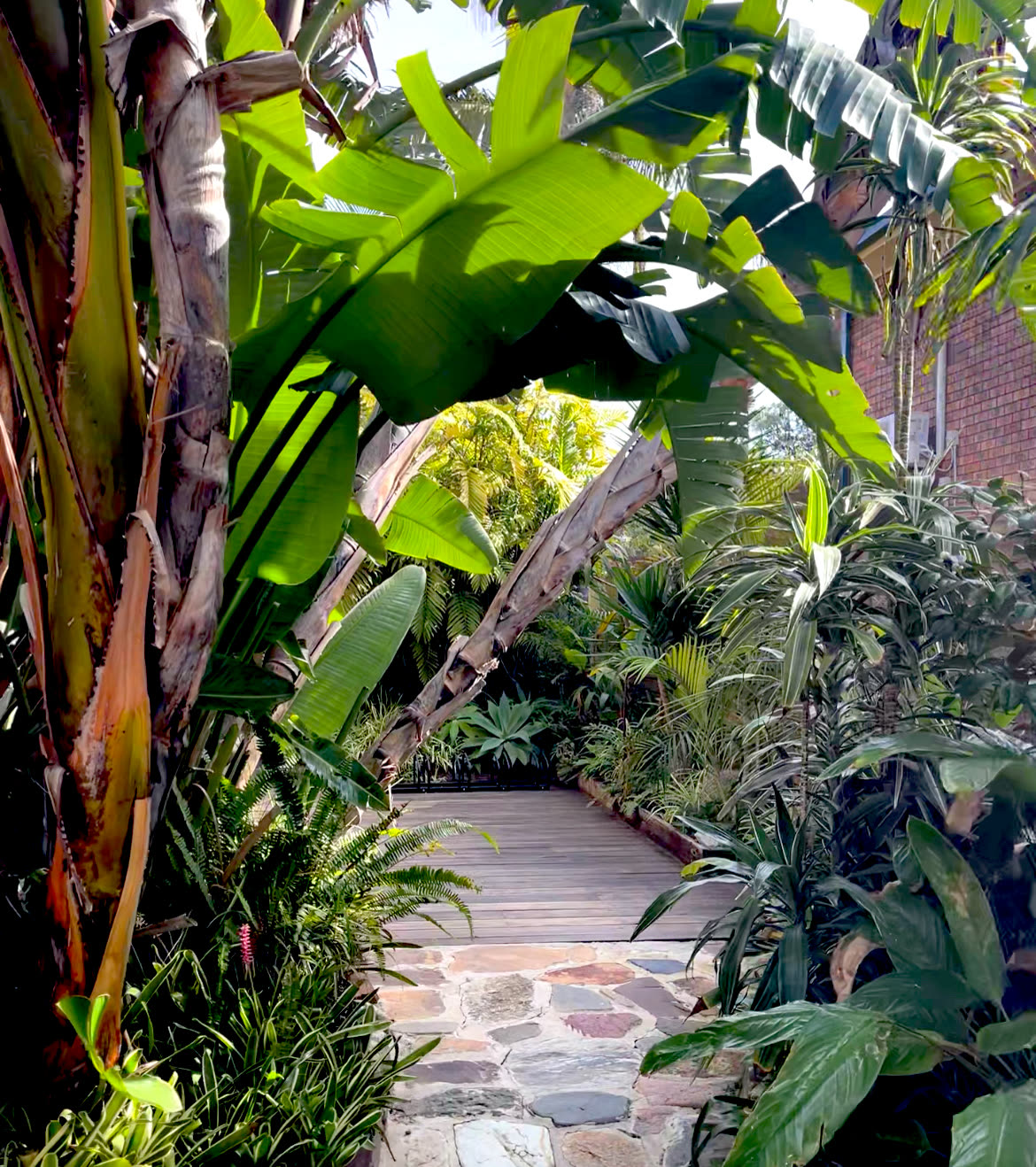 Garden path under banana leaves